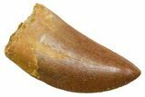 Serrated, Carcharodontosaurus Tooth - Real Dinosaur Tooth #351621-1
